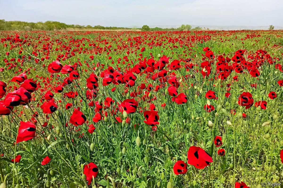 тюльпанный остров калмыкия. цветение тюльпанов в калмыкии. тюльпан шренка корень. цветение тюльпанов в калмыкии. цветение тюльпанов в калмыкии.