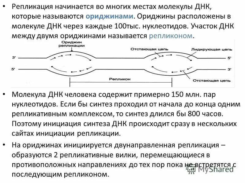 Репликация днк репликон. Точка начала репликации у прокариот. Репликон репликация. Репликон репликация днк. Репликон репликация днк.