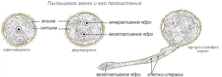 Проросшая пыльца