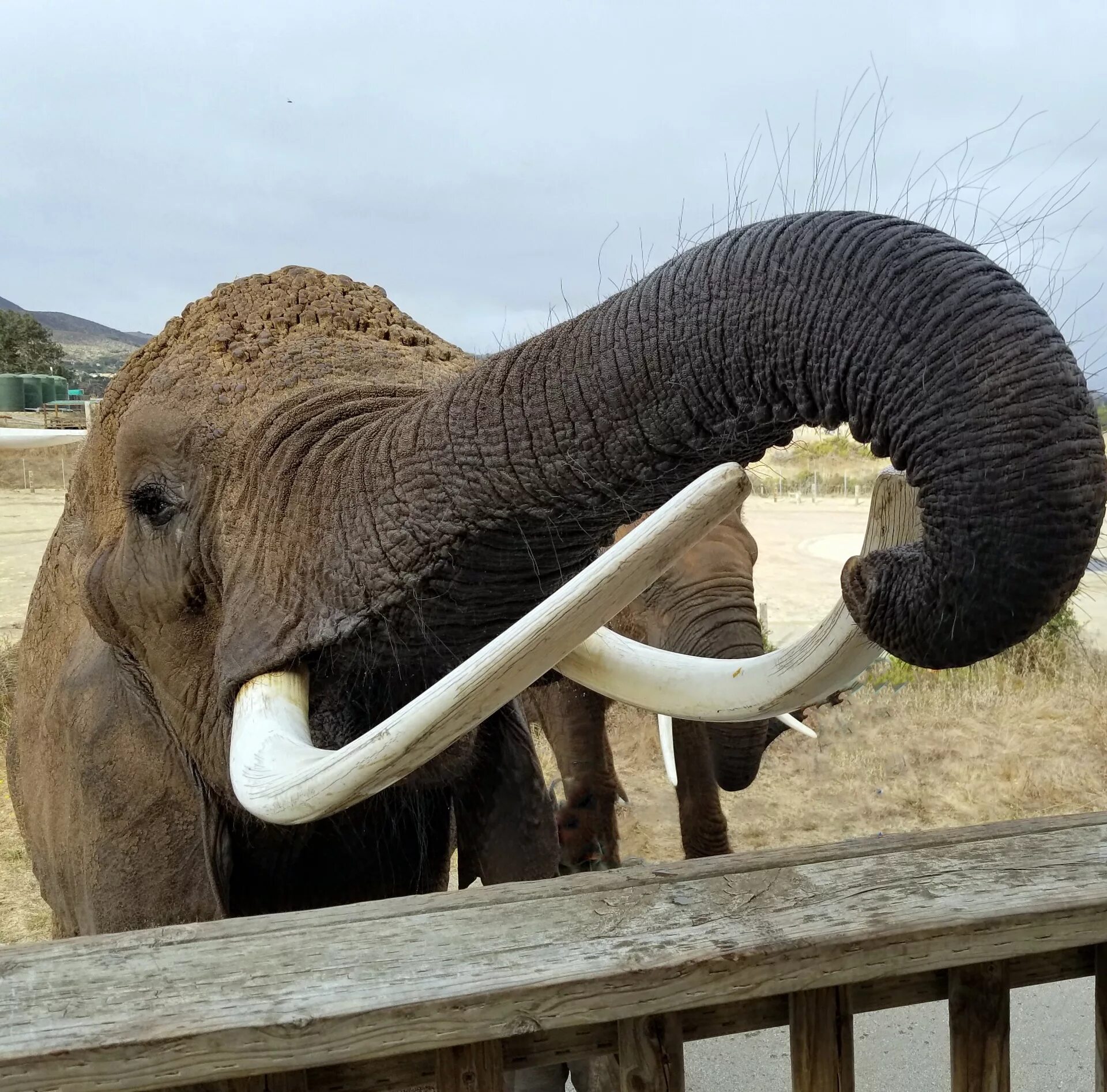 Elephant tusks. Бивни слона. Бивни слонов. Слоновый бивень. Бивень у животных.