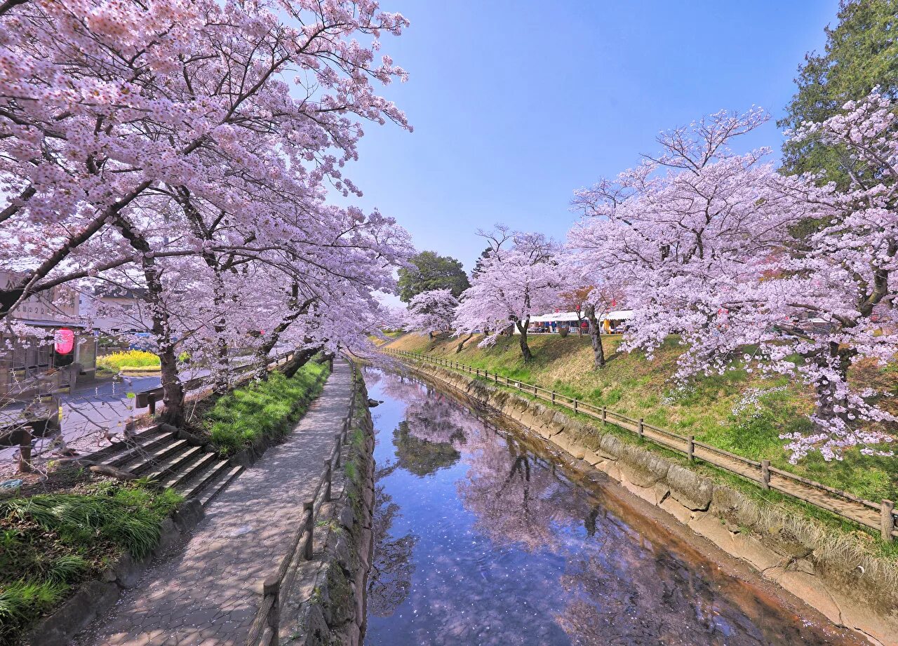Сакура районы. Киото цветение Сакуры. Япония Токио Сакура. Kioto Japan цветение Сакуры. Канадзава Япония Сакура цветение.