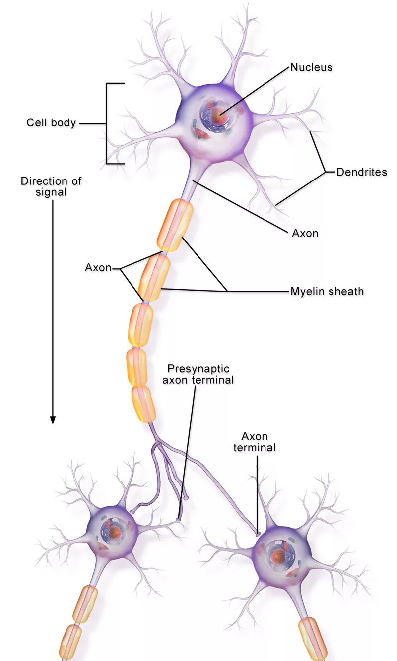 Короткие аксоны сильно ветвятся. Аксон и дендрит. Нейроны. Нейрон анатомия. Аксоны нейронов.