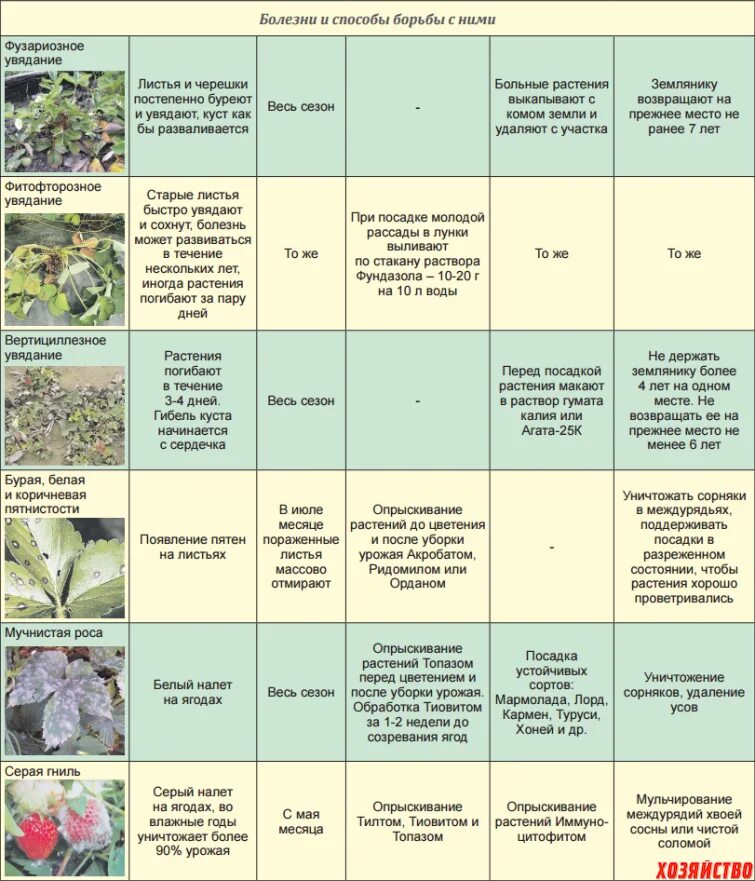 Обработать хвойные весной от болезней и вредителей. Болезни клубники описание с фотографиями. Болезни и вредители клубники описание. Таблица борьбы с вредителями и болезнями клубники. Болезни и вредители клубники описание с фотографиями.