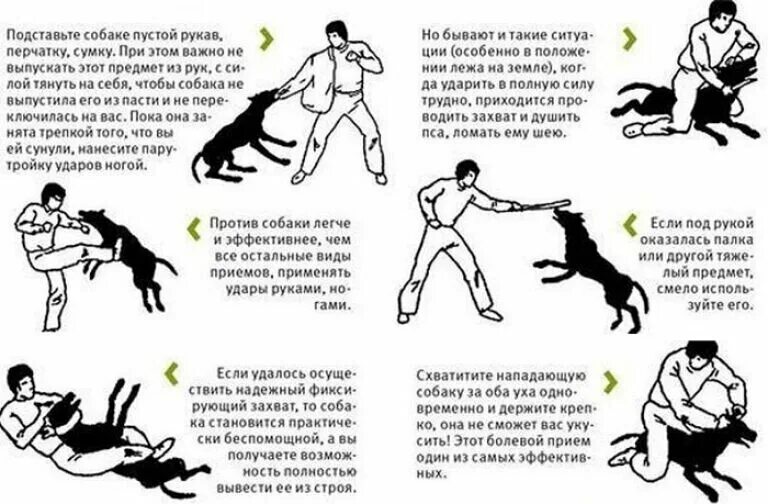 Можно ли бить собаку