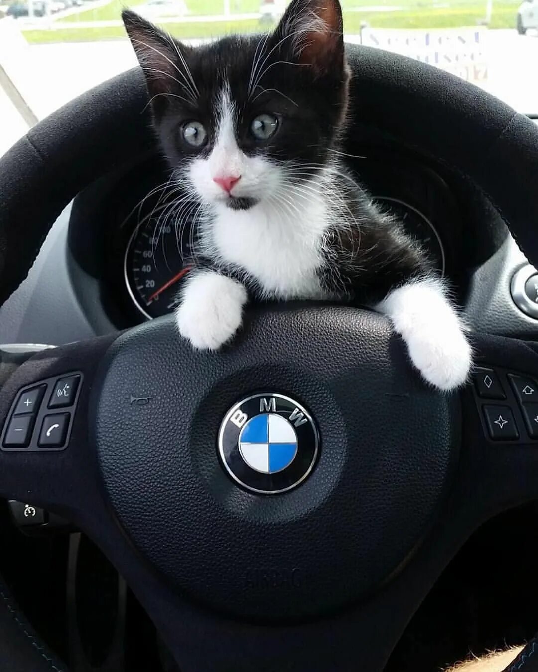 Black cat car. Black cat car