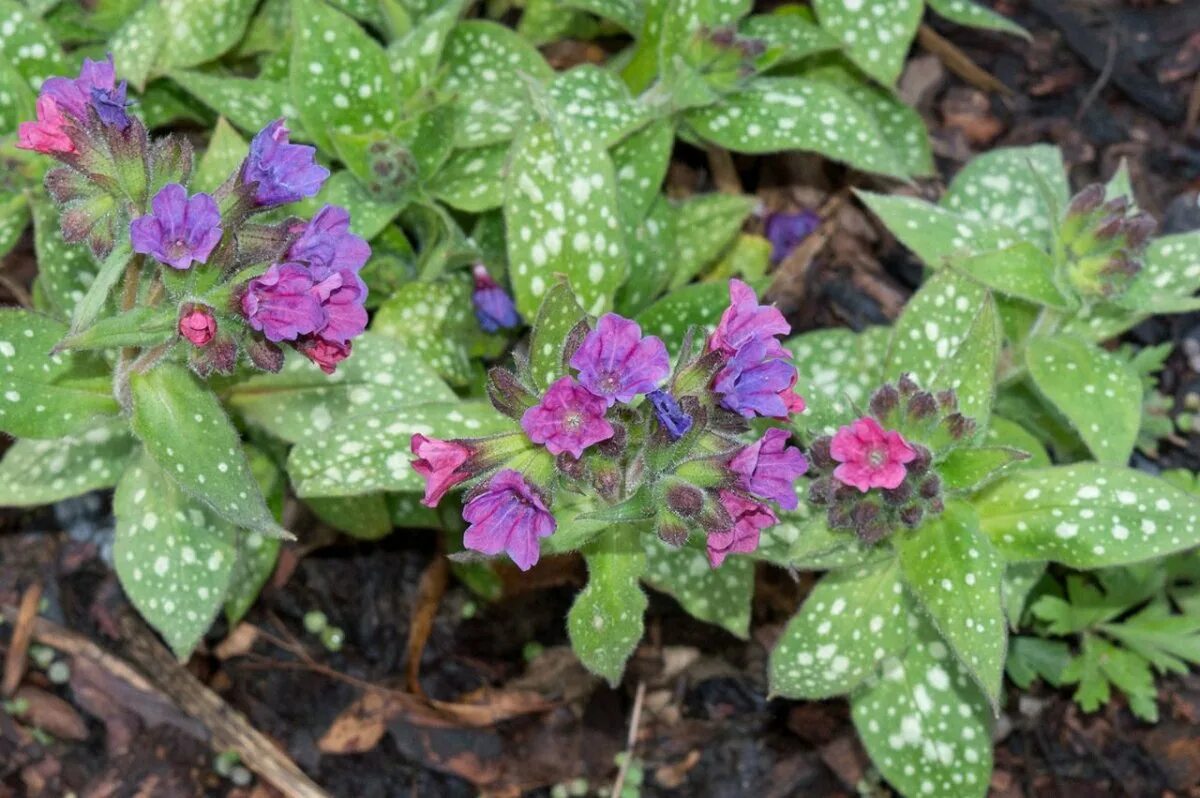 Медуница лесная цветок. Медуница (pulmonaria). Медуница растение. Медуница лекарственная (pulmonaria officinalis). Медуница 3.
