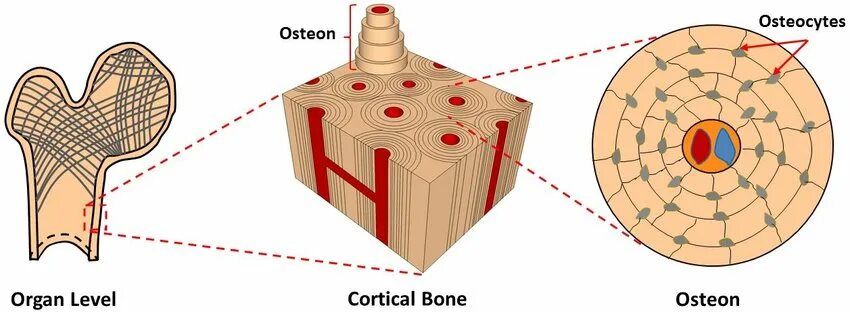 Структурная единица кости. Osteon рисунок. Отверстие в центре остеона. Как выглядит Остеон. Остеон рисунок легкий.