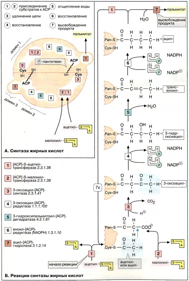синтез высших жирных кислот биохимия реакции. строение синтазы высших жирных кислот. комплекс синтеза жиров. синтез высших жирных кислот схема. мультиферментный комплекс синтеза жирных кислот.