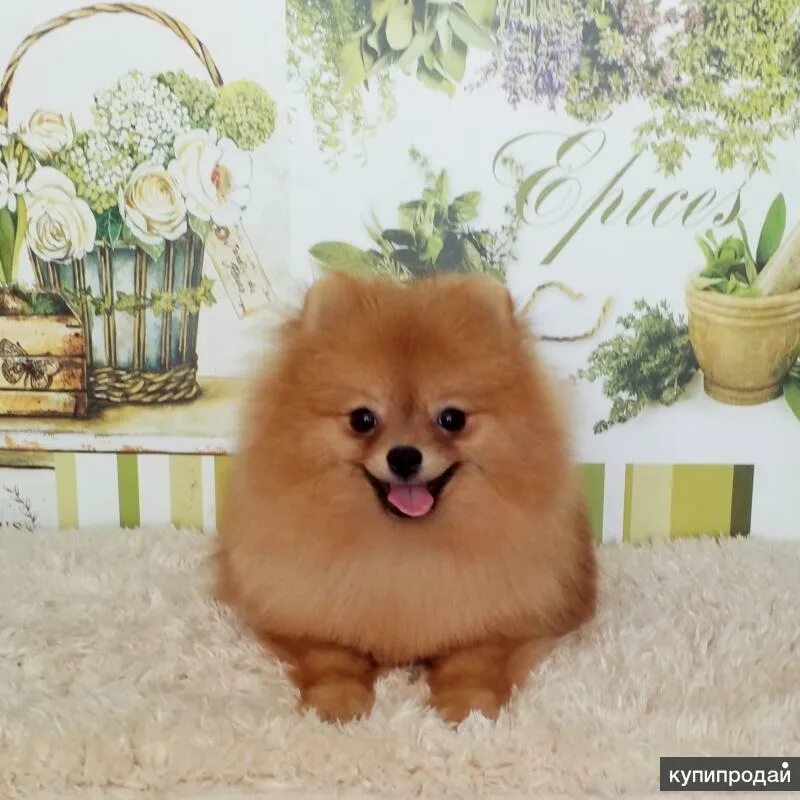 померанский шпиц мини и стандарт. мини шпиц недорого. шпиц померанский карликовый. мини шпиц недорого. померанский шпиц боо.