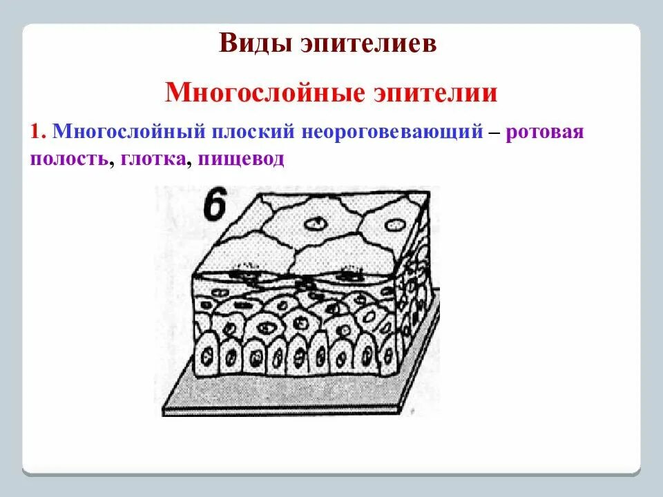 Многослойный ороговевающий эпителий строение. Многослойный плоский ороговевающий эпителий препарат. Многослойные покровные эпителии. Многослойный плоский эпителий гистология. Эпителий гистология микропрепараты.
