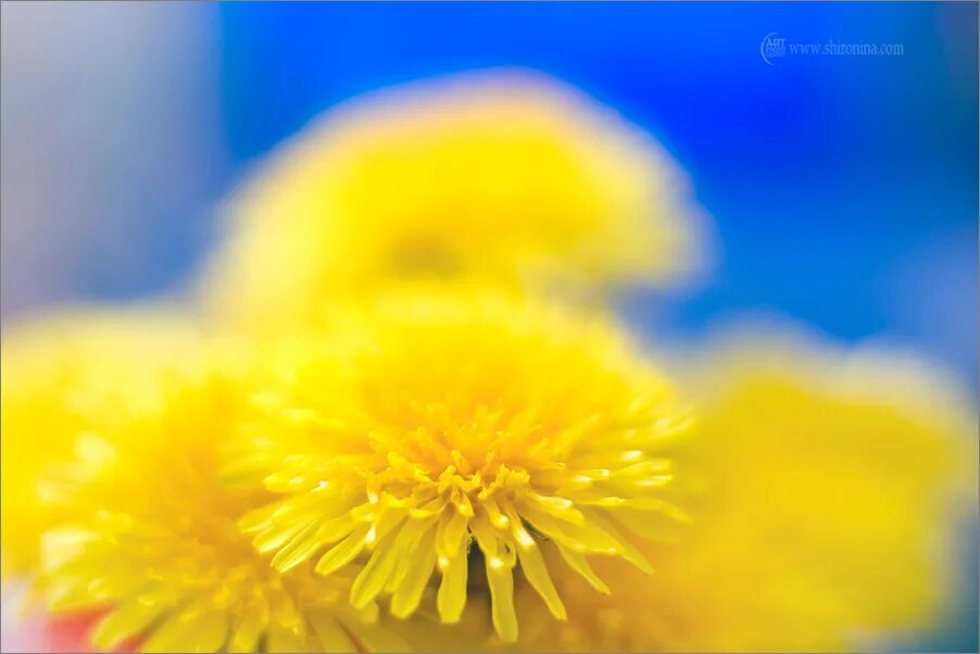 стих уронило солнце лучик золотой вырос одуванчик. вырос одуванчик. лучики солнца. уронило солнце лучик солнце. солнышко лучик золотой.