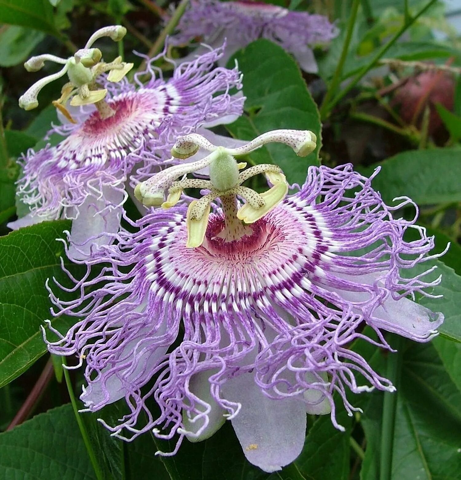 Пассифлора hybride Purple. Страстоцвет фиолетовый. Пассифлора пестролистная. Харгеон цветок