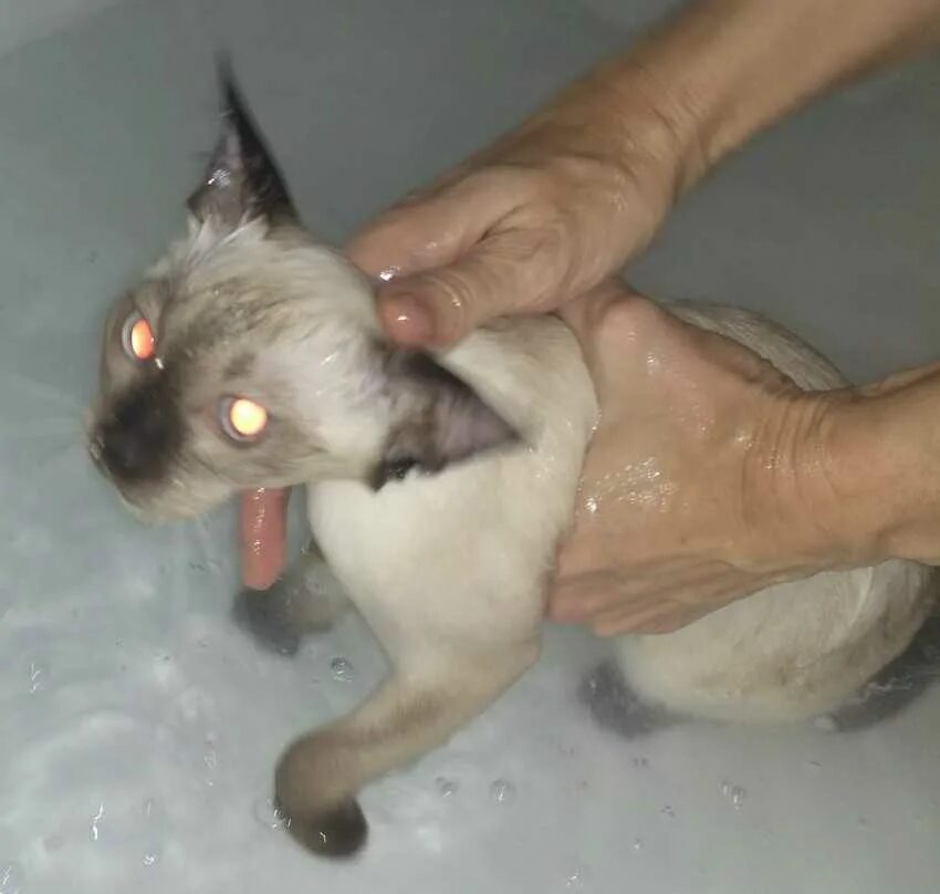 Как отмыть кота. Кота купают. как помыть кота. купание британца. в каком возрасте купают котят.