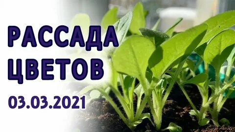Март рассада цветов