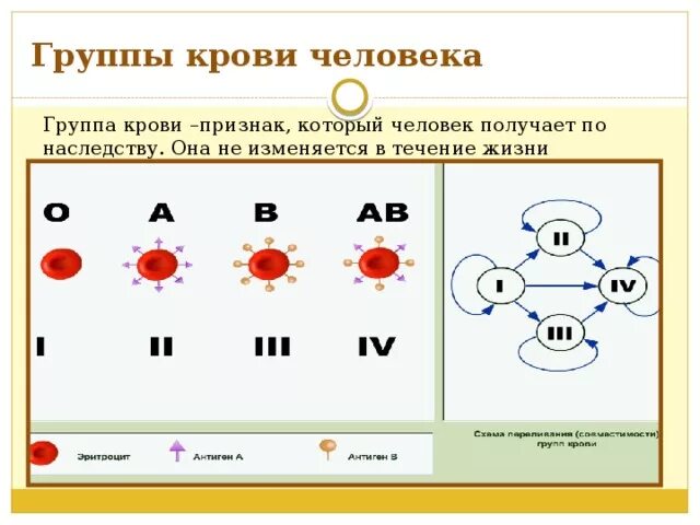 Меняется ли резус крови в течении жизни. Группы крови человека. Группа крови может меняться. Изменяется ли группа крови человека. Может ли поменяться резус и группа крови.