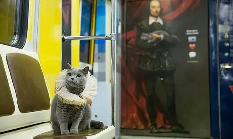Кот в москве