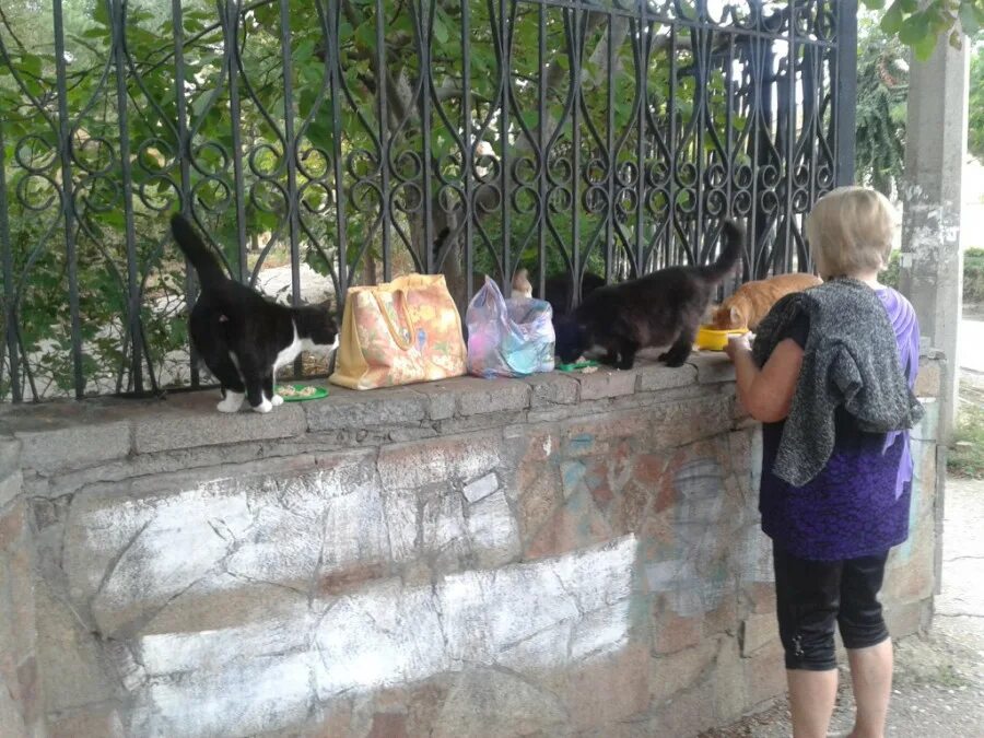 Женщина кормит кошек. Кормление кошек в деревне. Женщина в возрасте на улице кормит кошек. Бабушка кормит кошек.