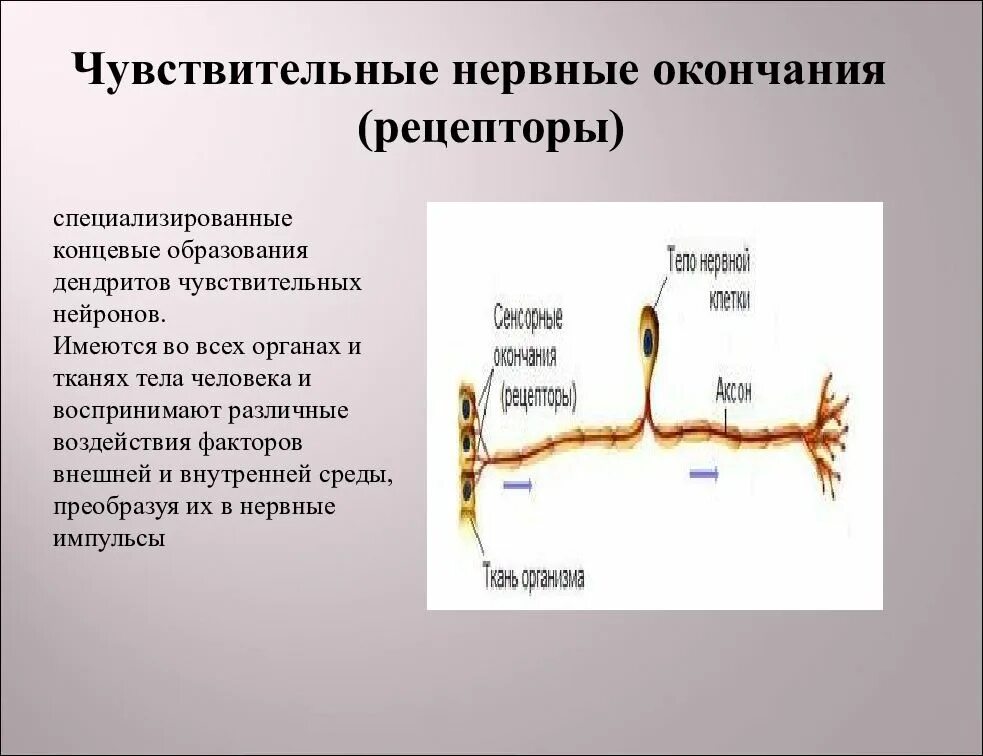 Нервные окончания. Чувствительные и двигательные нервные окончания. Строение чувствительных нервных окончаний. Нервные окончания рецепторы.