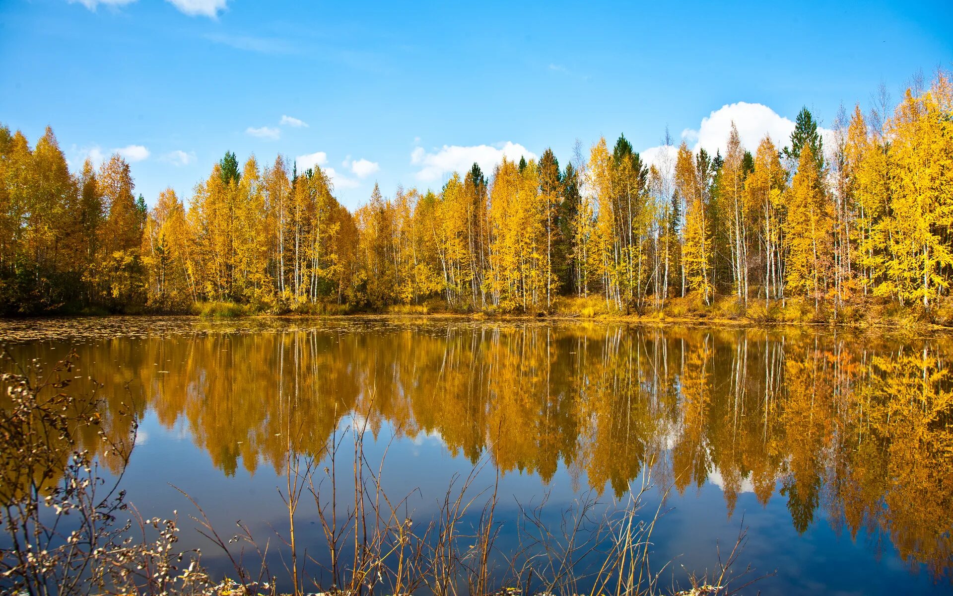 Деревья смотрят в воду. Природа осень. Озеро в лесу. Русская природа. Осеннее озеро.
