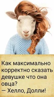 Мужчина овца женщина овца