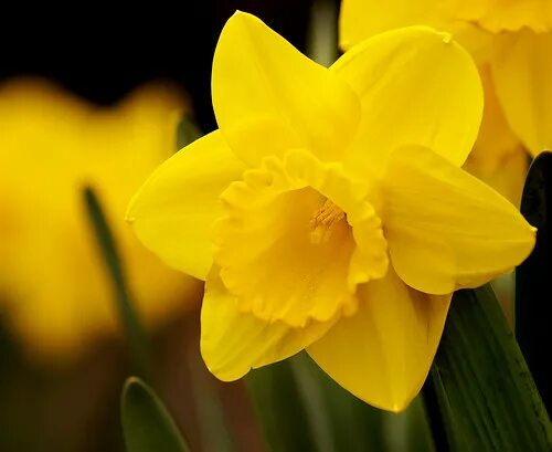Цветочный символ уэльса. Уэльс – нарцисс (daffodil). желтый нарцисс daffodil уэльс. весенний нарцисс уэльс. желтый нарцисс символ уэльса.