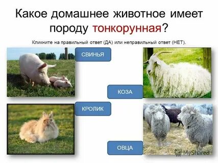 Тест животноводство 3