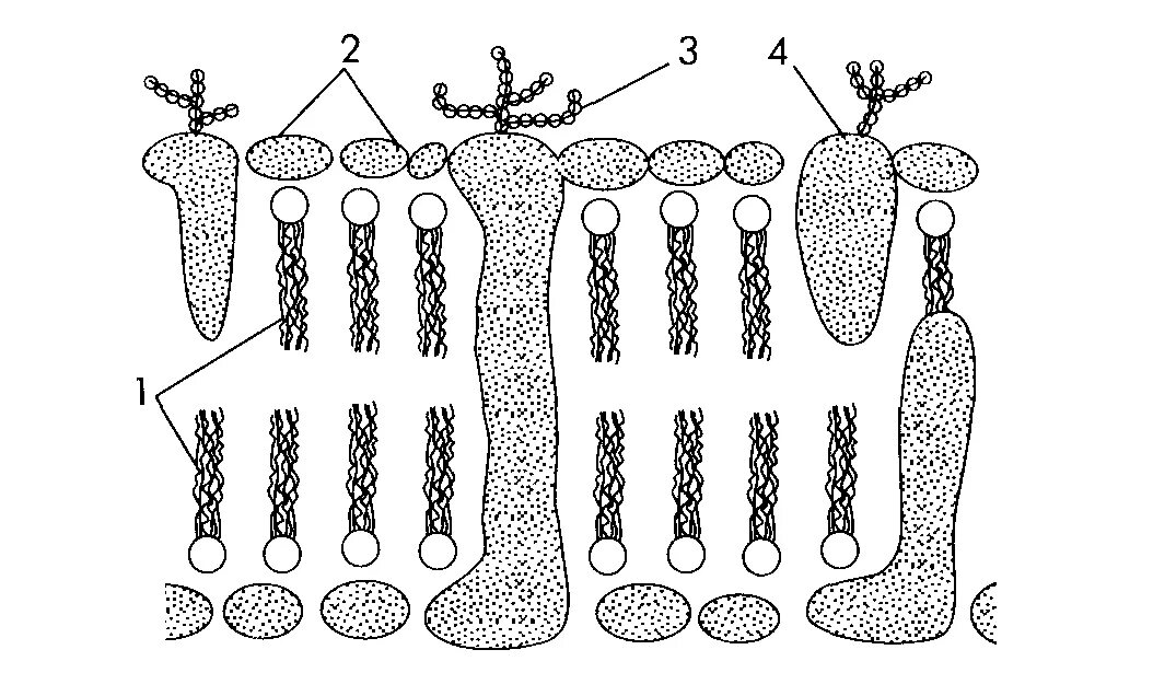 Подпишите основные структурные компоненты клеточной мембраны. На рисунке подпишите основные структурные компоненты клеточной. На рис подпишите основные структурные компоненты клеточной мембраны. Рисунок основных структур жутика.