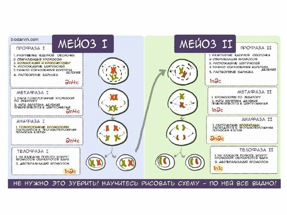 Входят в каждый комплект. Входят в каждый комплект. Двойные стандарты на работе. Номер покупателя фаберлик как узнать. Входят в каждый комплект.