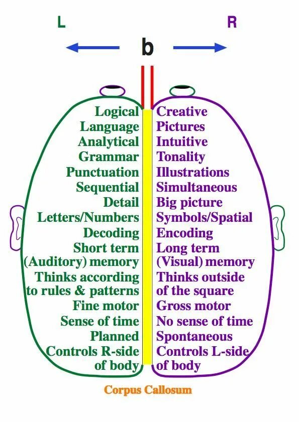 Logical thread. Visual memory picture. left brain right brain. left and right brain thinking. logical creative.