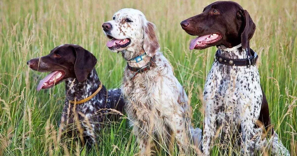 Немецкий пойнтер курцхаар (немецкая короткошёрстная легавая). Сибирская пегая гончая. Сеттер гончая. Пойнтер курцхаар. Курцхаар легавая охотничья.