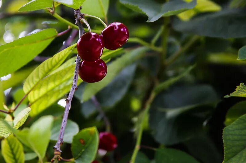 Поспели вишни в саду у дяди вани ноты. Вишенка созрела песня. Вишенка созрела песня. Вишенка созрела песня. Вишенка созрела песня.