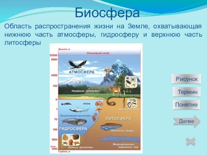 Биосфера распространение жизни на земле