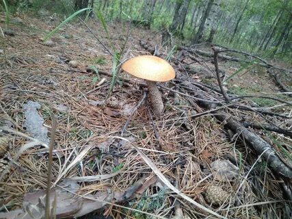 Курганские грибники