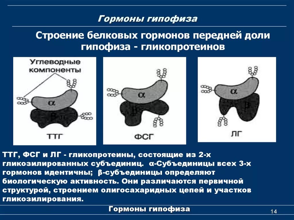 Фолликулостимулирующий гормон гипофиза. Ттг гормон строение. гипофиз строение и гормоны. фсг строение.