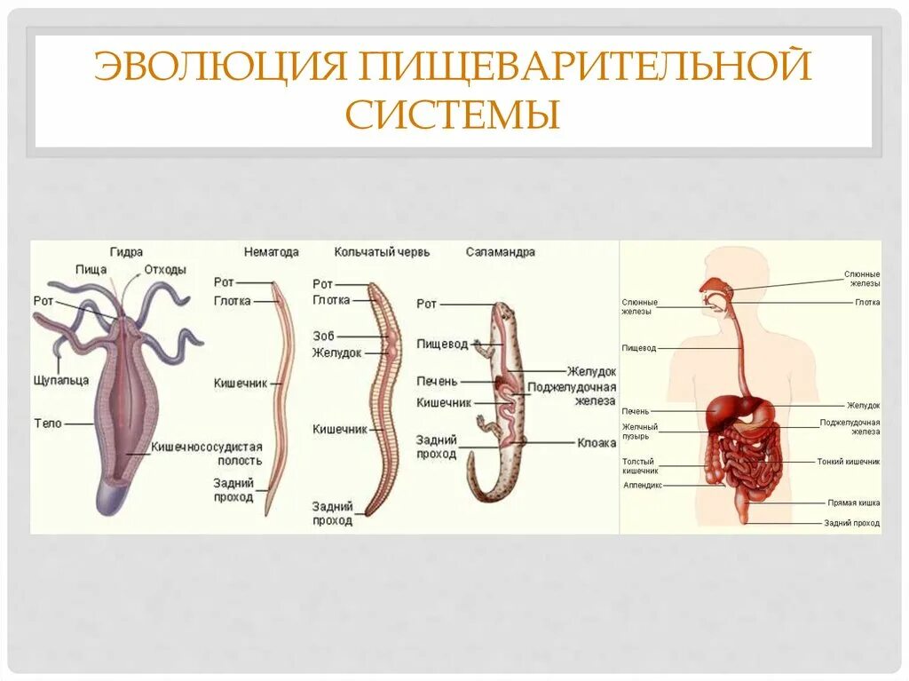 Система органов животных 8 класс биология. Эволюция систем органов животных пищеварительная система. Пищеварительная система беспозвоночных. Схема эволюции пищеварительной системы животных. Эволюция пищеварительной системы системы животных.