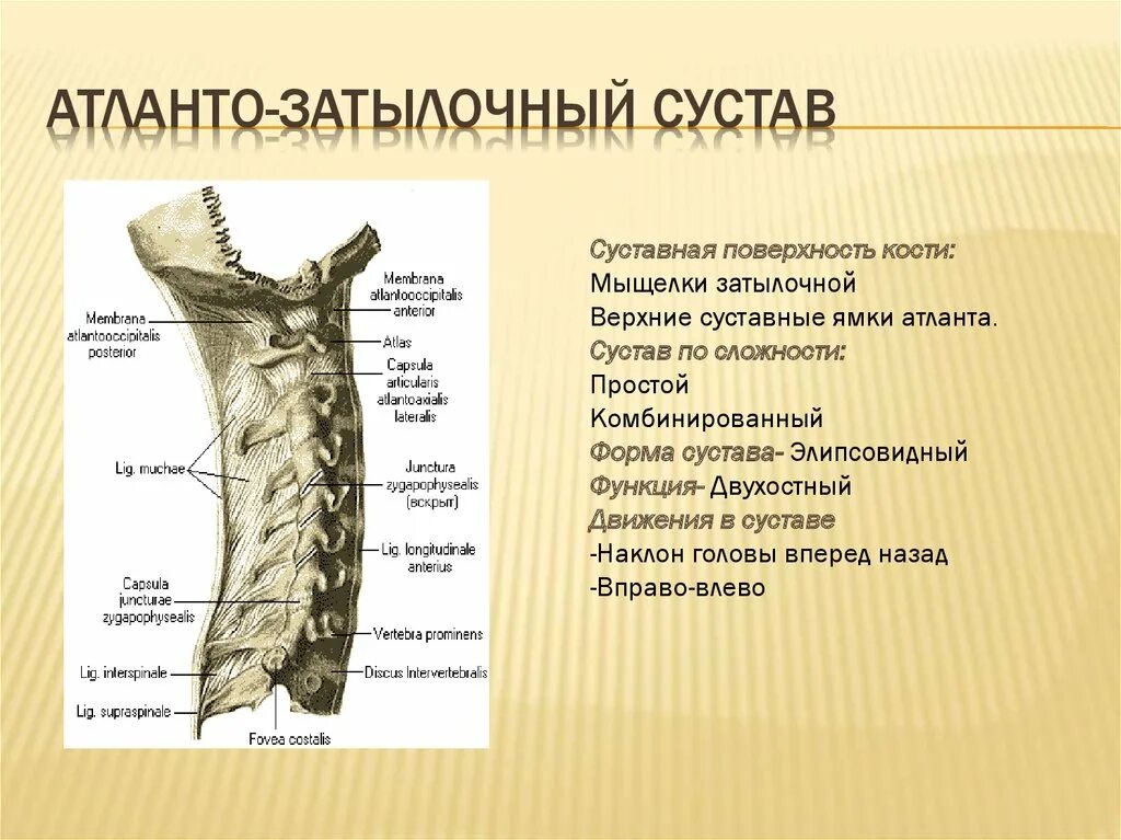 Соединения между затылочной костью. Атланто затылочный сустав. Атланто затылочый сустав. Отланта затиличный сустав. Атланто затвлочный сустав.