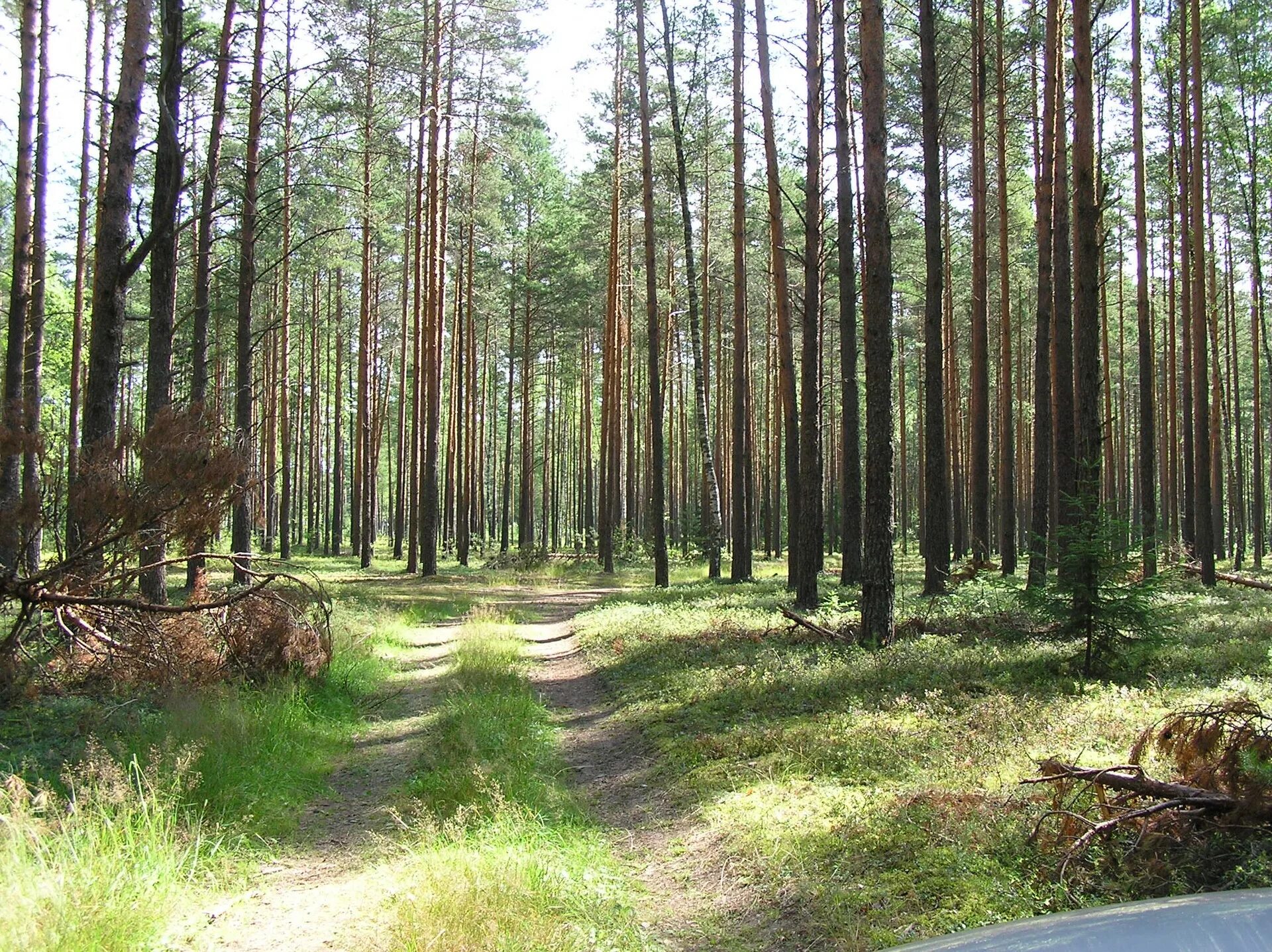 Белоруссия Лесной массив. Беларусь, Ровецкий лес. Лесная (Брестская область). Леса РБ.