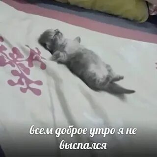 Кот усыпляет кота мем