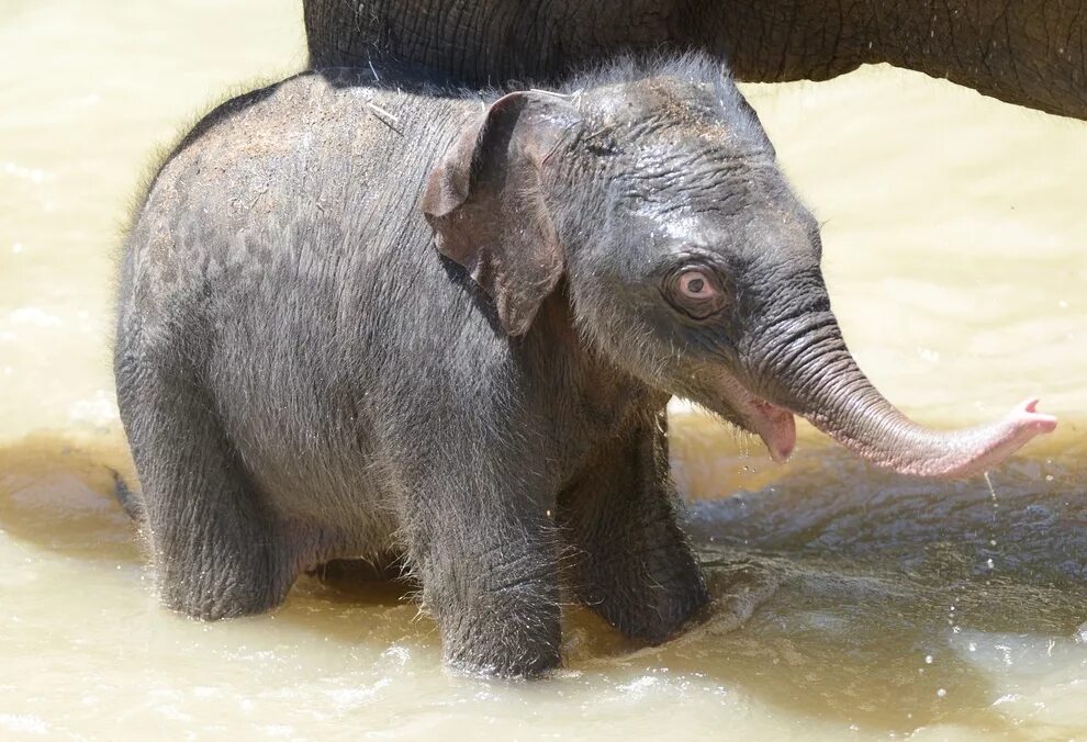 Вес слоненка. Слоненок. Маленький Слоник.