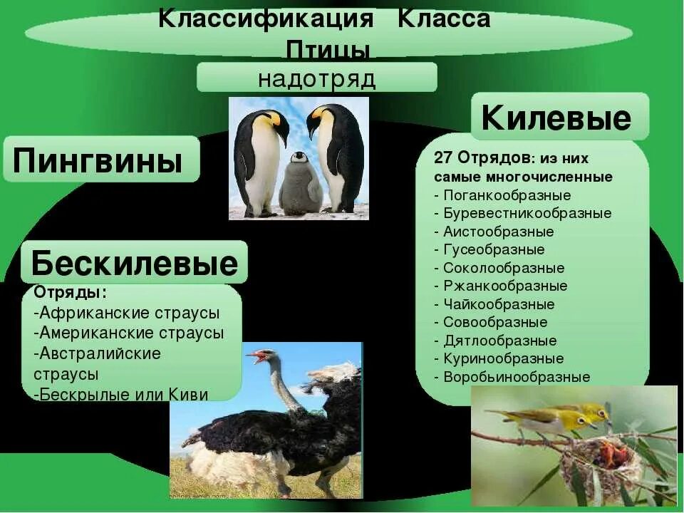 Класс птицы систематика. Систематика птиц 7 класс биология. Класс птицы отряды. Класс птицы представители. Экологические группы птиц 7 класс биология таблица