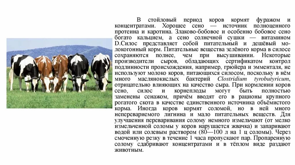Корова для презентации. Сообщение о домашних сельскохозяйственных животных. Стойловый период коров это. Краткое сообщение о корове.