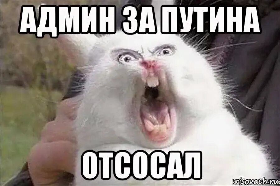 Что за новый мем сосал на трассе стоять не в туалете сосать, Мем Он Рисовач .Ру