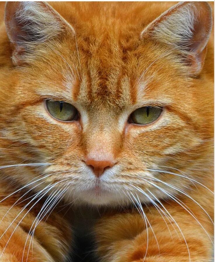 Что такое рыжий кот. Рыжий кот. рыжая кошка. рыжий котик. морда рыжего кота.