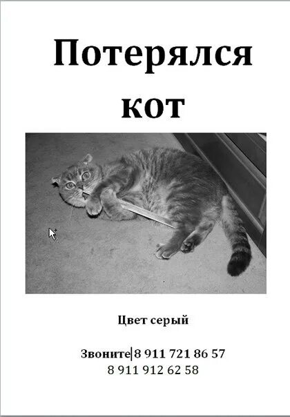 Потерялся кот. Кошачьи истории. объявление потерялся кот серый. чей котик потерялся. потерялся кот смоки.