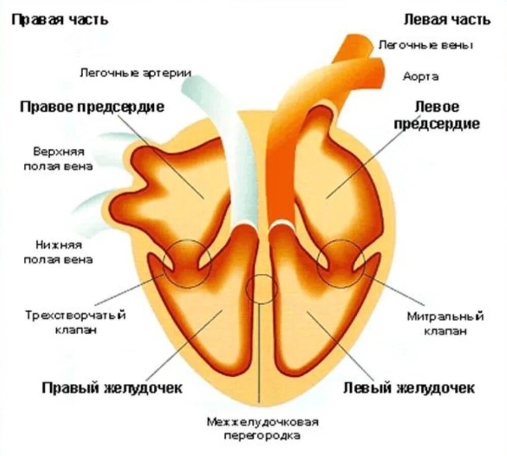 Строение сердца желудочки предсердия. Желудочки и предсердия сердца схема. Сердечный желудочек строение. Строение желудочков сердца анатомия. Правое предсердие отделено от правого желудочка