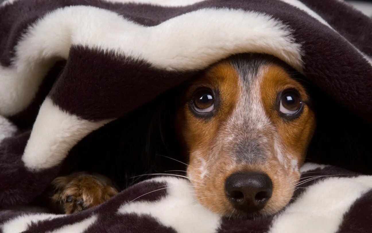 Рыжий кот напуган. Есть ли страх у животных. Стресс у питомца. Тревожная собака. Есть ли страх у животных.