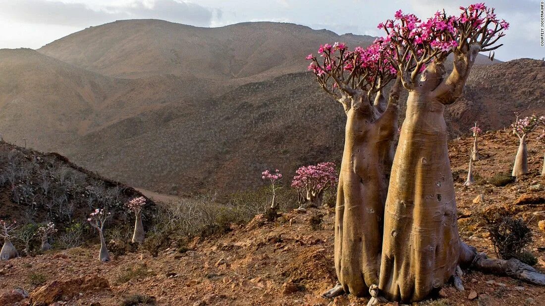 Desert rose plant, Trees to plant, Unique trees