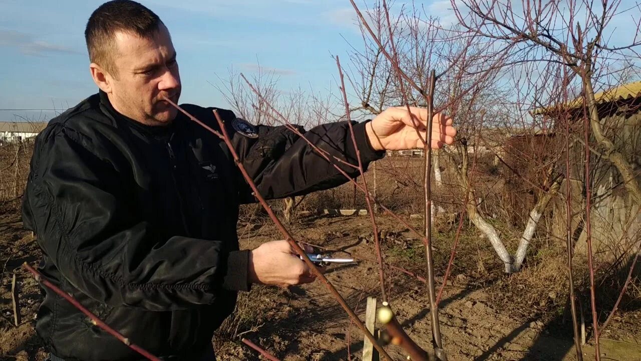 Обрезка персика Веретено. Обрезка фото. Первая обрезка персика после посадки. Обрезка персика весной. Персик после зимы