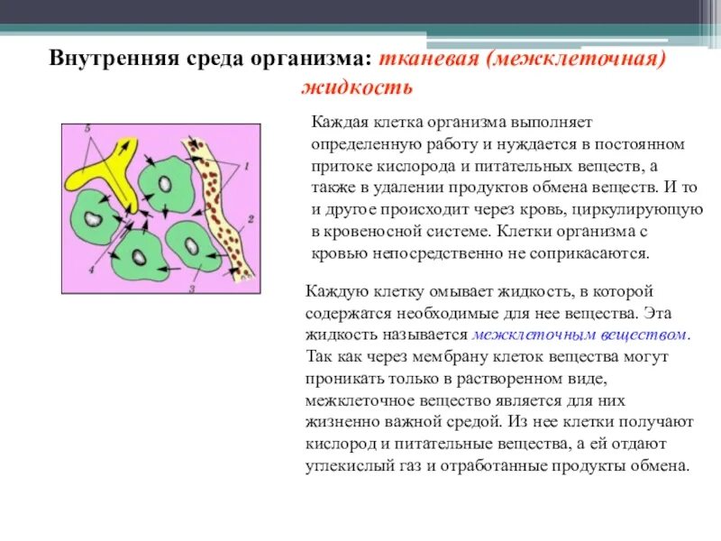 Клетки получают питательные вещества:. Внутренняя среда организма. Тканевая жидкость.