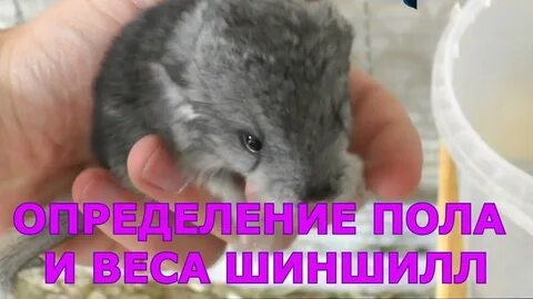 Как определить шиншиллу